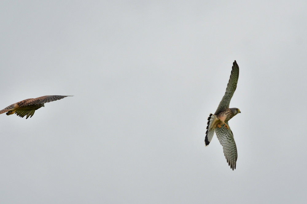 チョウゲンボウ雄雌 ノスリ_f0053272_20191989.jpg