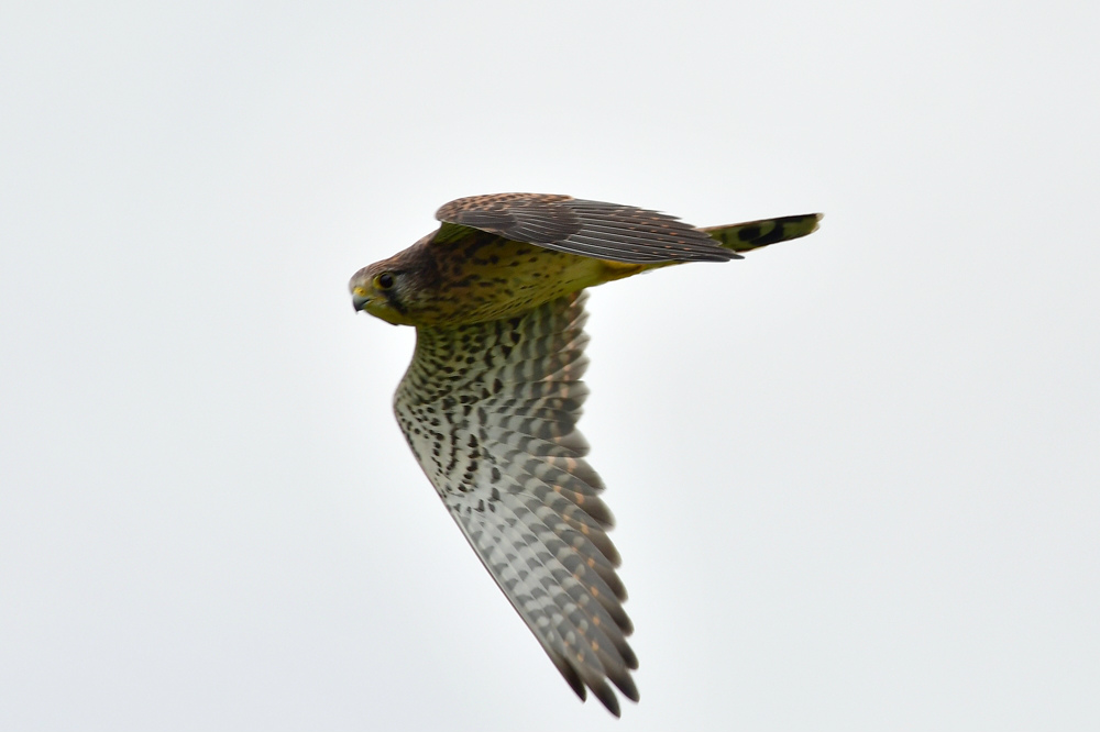 チョウゲンボウ雄雌 ノスリ_f0053272_202526.jpg
