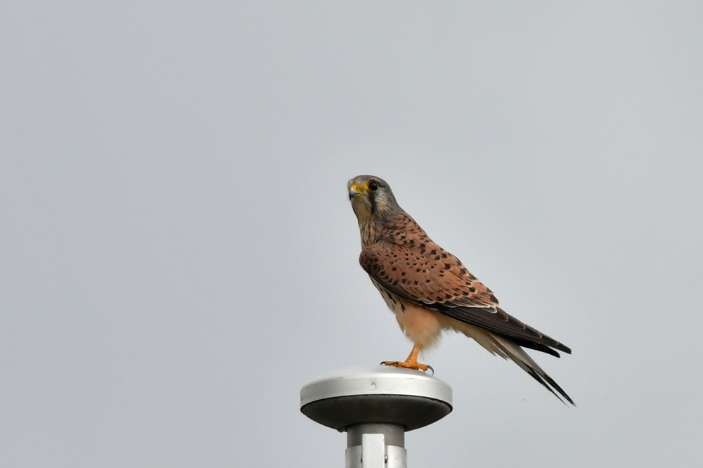 チョウゲンボウ雄雌　ノスリ_f0053272_2054515.jpg