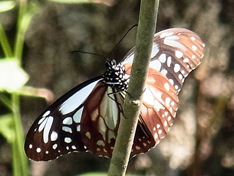 f0083977_17222418.jpg