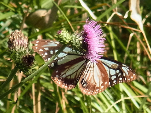 f0083977_1722857.jpg