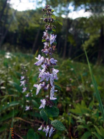 f0083977_21153871.jpg