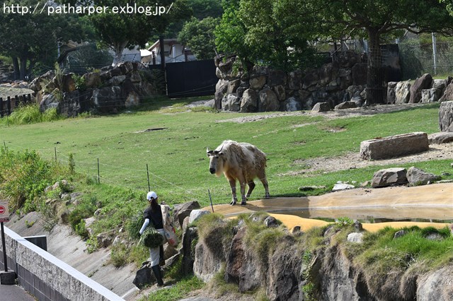 ２０１６年９月　白浜パンダ見隊　その２_a0052986_2251347.jpg