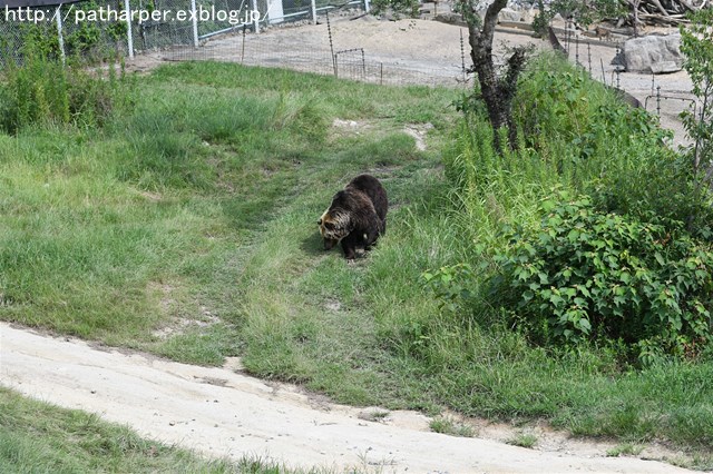 ２０１６年９月　白浜パンダ見隊　その２_a0052986_22561767.jpg