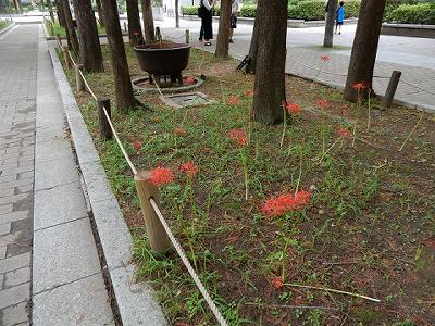 東遊園地の彼岸花_b0051598_2342834.jpg