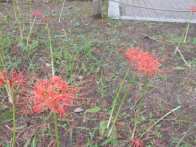 b0051598_2344935.jpg