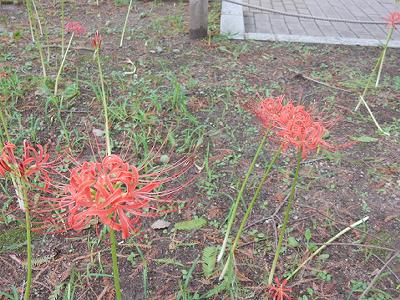 東遊園地の彼岸花_b0051598_2344935.jpg