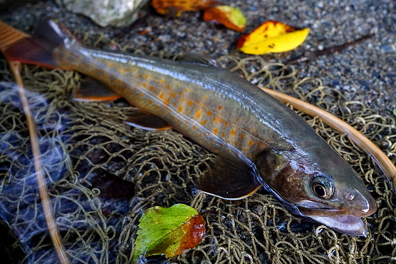 c0339900_2152476.jpg