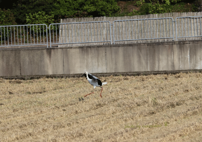 d0342101_14213318.gif