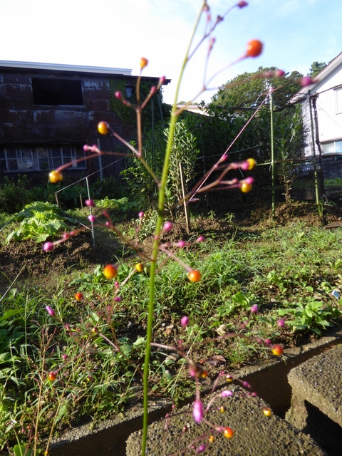 裏庭の花と畑の収穫物_e0087201_21564546.jpg