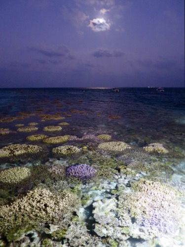 e0338303_1529393.jpg