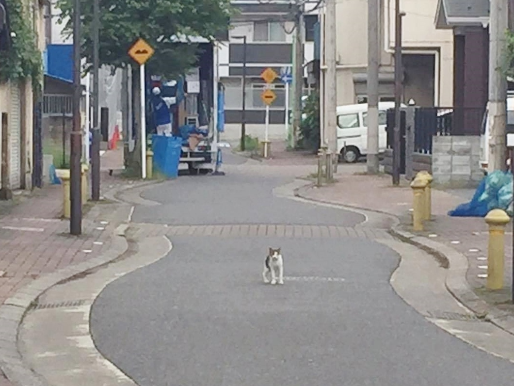 猫アレルギーじゃなかったのかも_f0180307_21345060.jpg