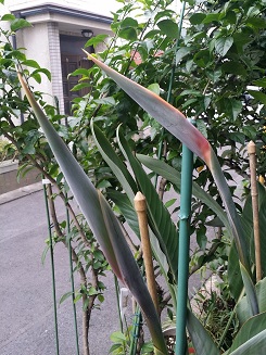 c0169414_2054791.jpg