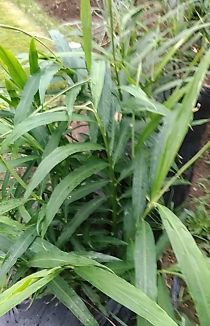 f0354923_00370582.jpg