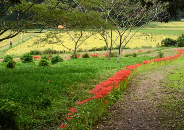 西連寺の彼岸花 行方市 ひな日記