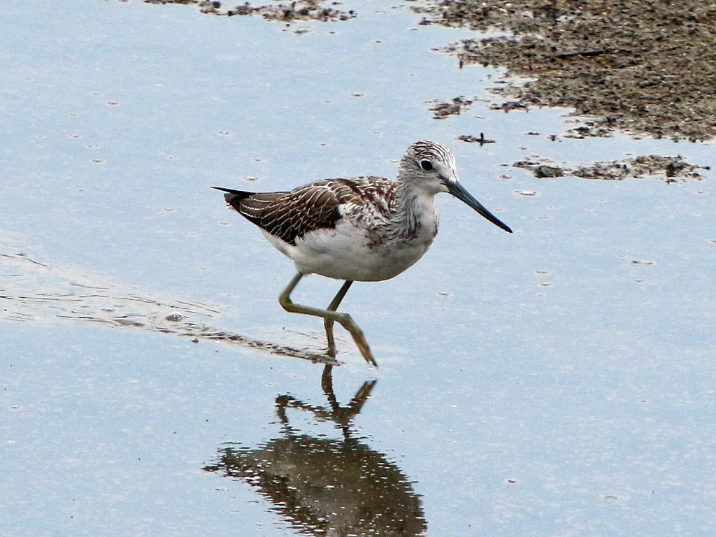 南港野鳥園_f0368325_18322580.jpg