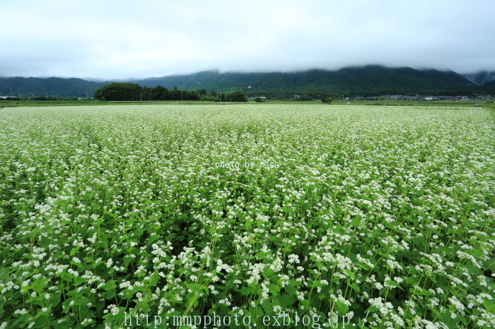 蕎麦の花～今津日置前_d0283427_17535424.jpg
