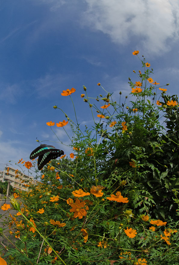 a0126632_18242647.jpg