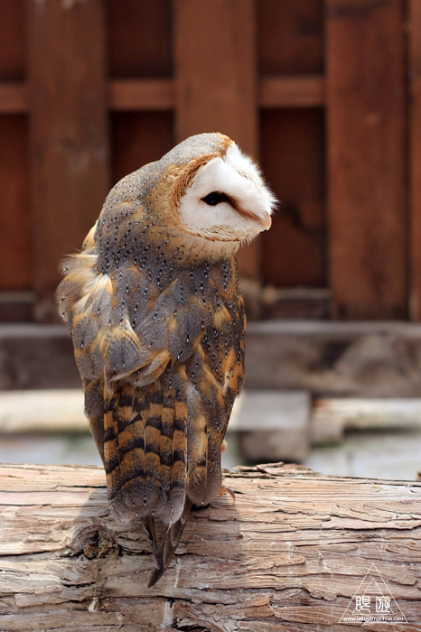 524 松江フォーゲルパーク ~南国の鳥~_c0211532_09400812.jpg