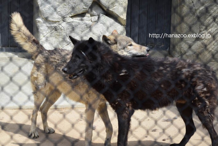 東山のオオカミたち・16年春　マイケル＆ヒカル＆ゲンキ編 1_b0245634_22155295.jpg