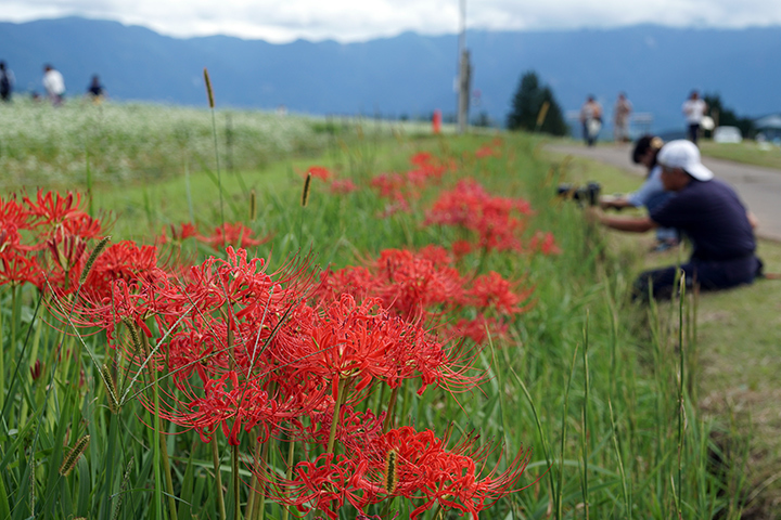 椛の湖(はなのこ)そばの花まつり_c0188434_18401699.jpg