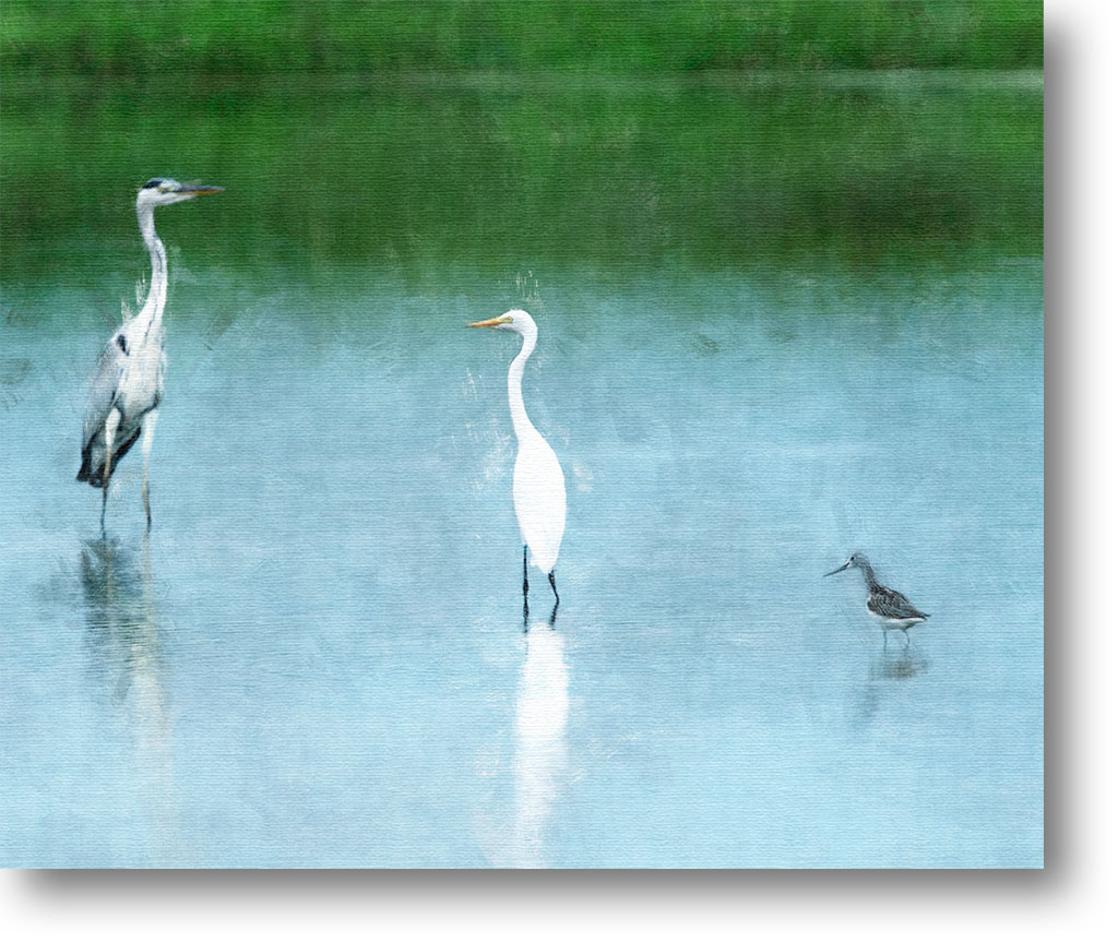 秋の渡り鳥 アオアシシギとサギ 光 塗人 の デジタル フォト グラフィック アート Digital Photographic Artworks