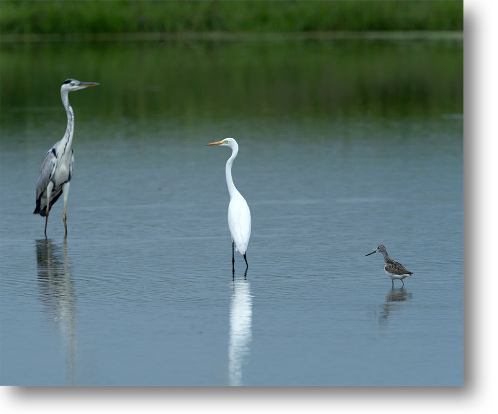 秋の渡り鳥 アオアシシギとサギ 光 塗人 の デジタル フォト グラフィック アート Digital Photographic Artworks