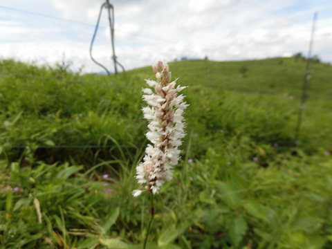 美ヶ原・霧ヶ峰の花⑧_e0131541_13222272.jpg