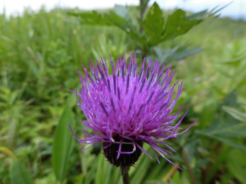 美ヶ原・霧ヶ峰の花⑬完_e0131541_1353212.jpg