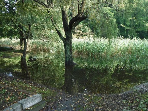 長雨上がりの西の谷の湿地帯_b0330744_22274110.jpg