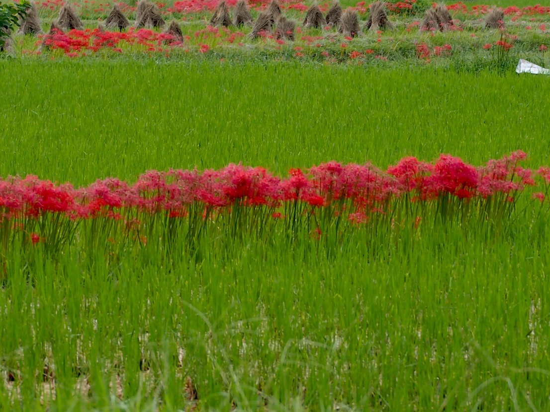 d0027244_12552918.jpg