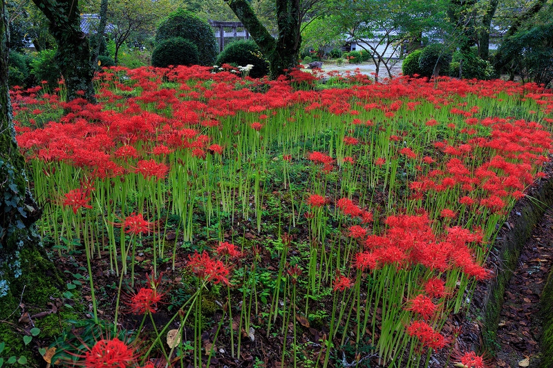 曼珠沙華咲く世尊寺_f0155048_1821298.jpg