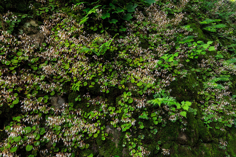 律川のユキノシタ（左京区・大原）_f0155048_1972720.jpg