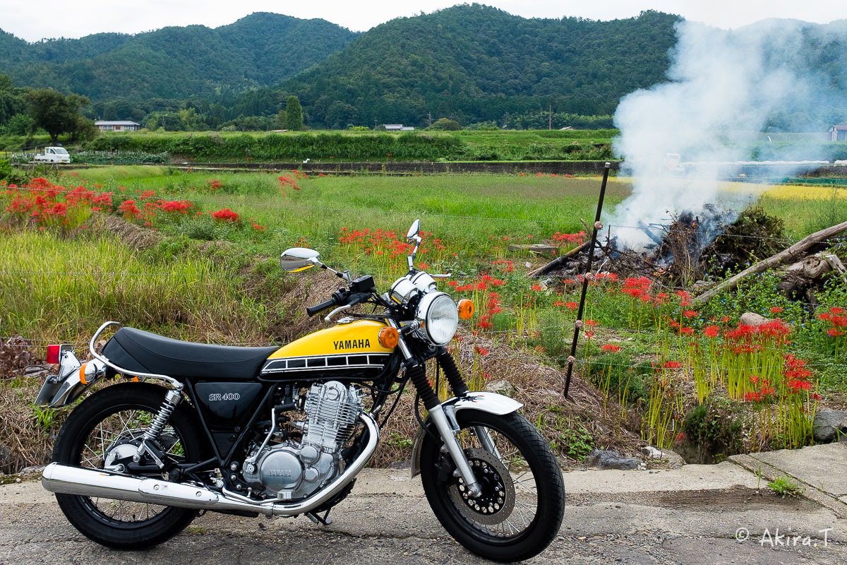 京都 嵯峨野の彼岸花 with YAMAHA SR400_f0152550_18211711.jpg