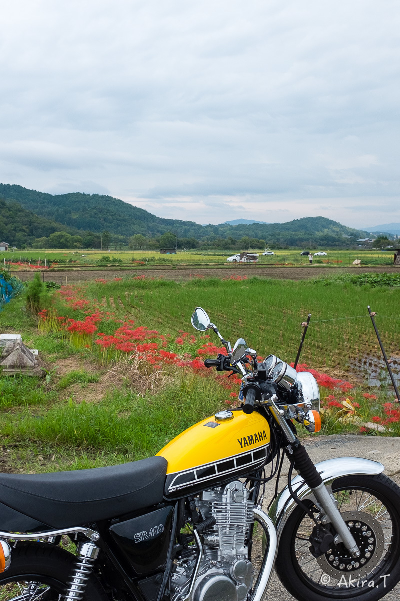 京都 嵯峨野の彼岸花 with YAMAHA SR400_f0152550_18213002.jpg