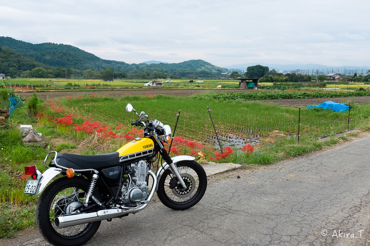 京都 嵯峨野の彼岸花 with YAMAHA SR400_f0152550_18220231.jpg