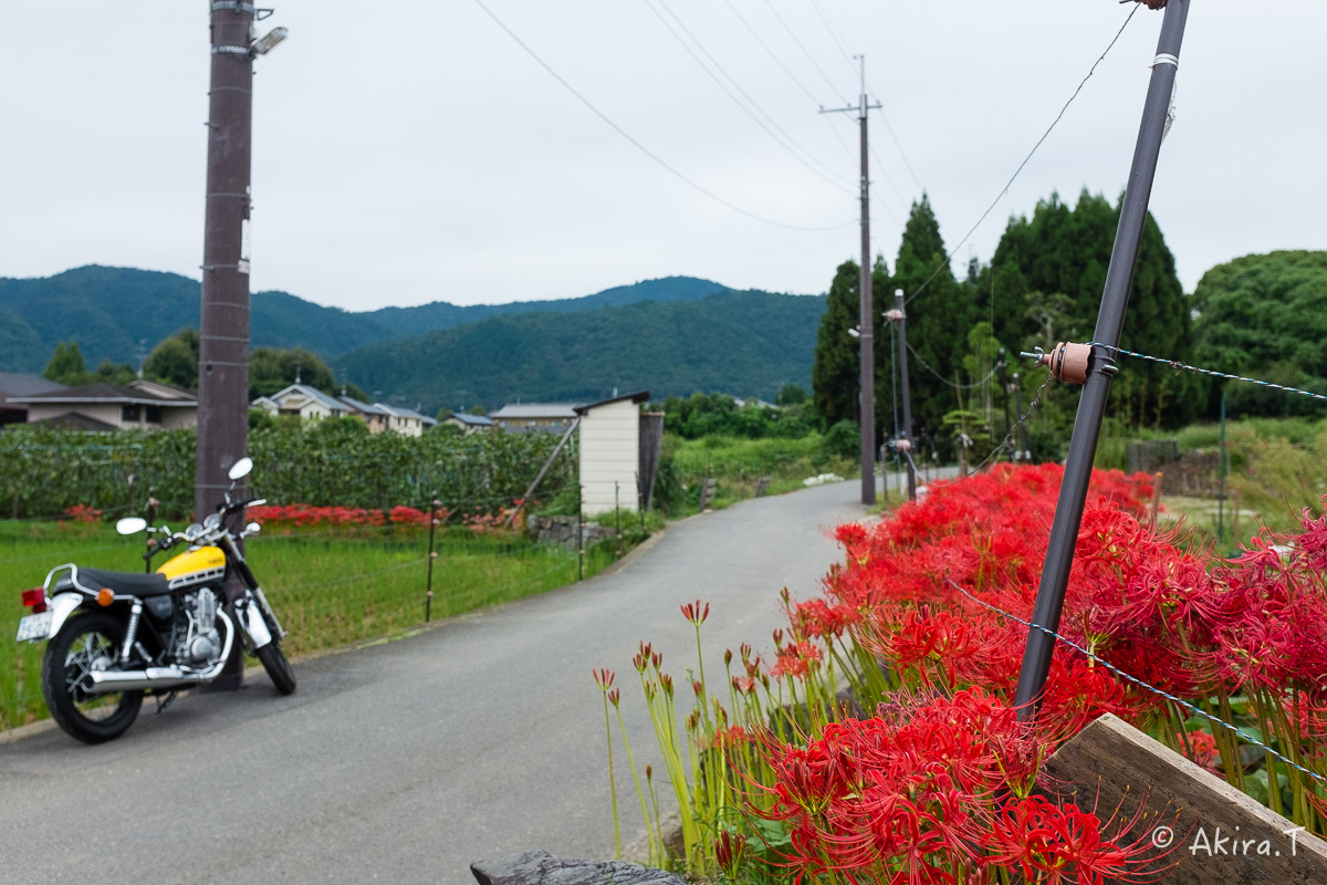 京都 嵯峨野の彼岸花 with YAMAHA SR400_f0152550_18240127.jpg