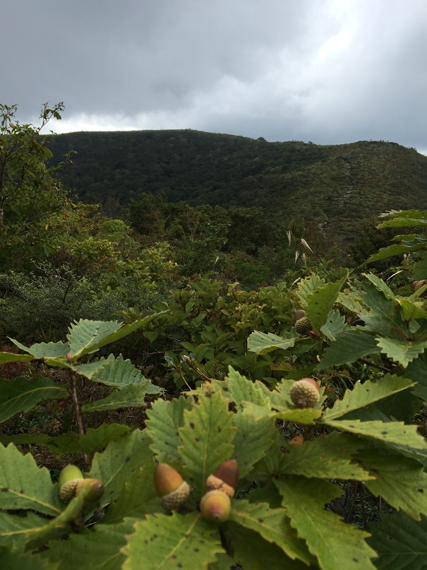 比婆山連峰・池ﾉ段_d0007657_16223393.jpg