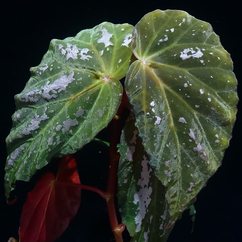 ベゴニア Sp アチェ La Aqu Raceae