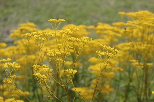 f0362073_06351276.jpg