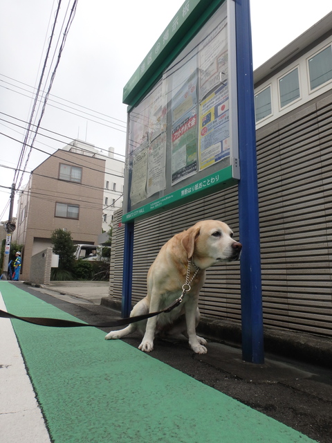 今日もはっきりしないお天気_f0052277_1572977.jpg