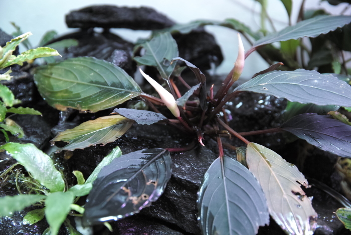Bucephalandra kishii 
