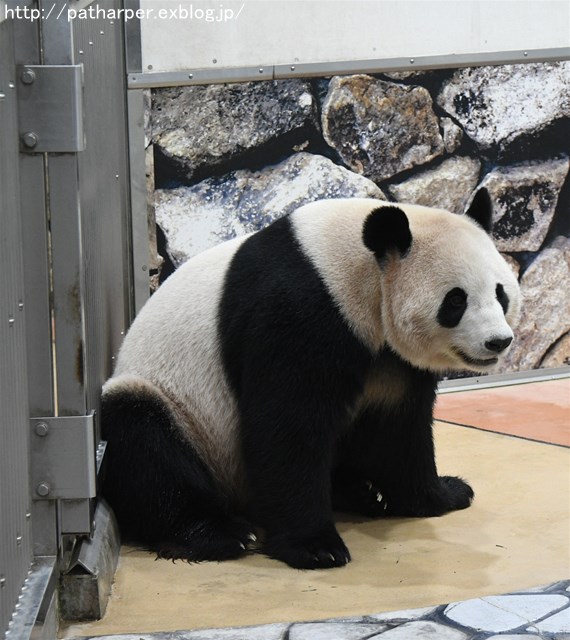 ２０１６年９月　白浜パンダ見隊　その３_a0052986_741792.jpg