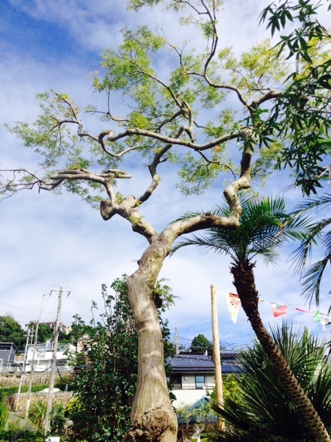 陽春園_f0204295_14474980.jpg