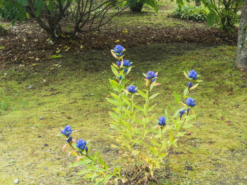 ”エゾリンドウ”咲く「六花の森」は秋の気配!_f0276498_22064513.jpg