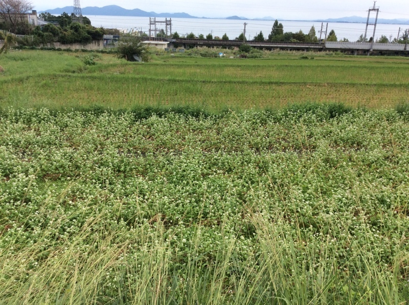 b0220002_19031031.jpeg