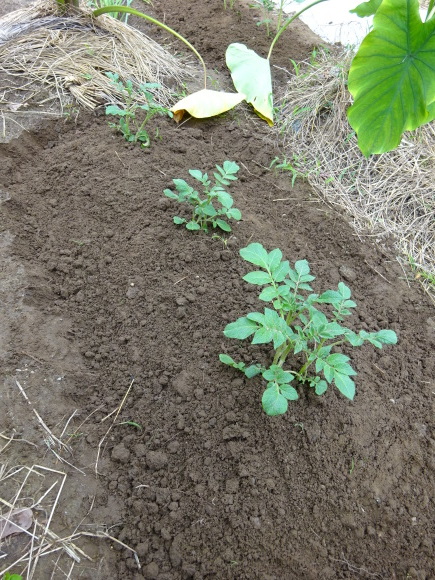 秋植え野菜の準備、ほぼ完了しました！_c0369304_21542799.jpg