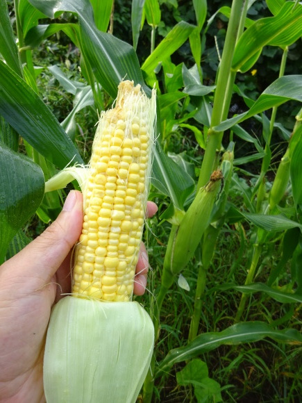 秋植え野菜の準備、ほぼ完了しました！_c0369304_21543834.jpg