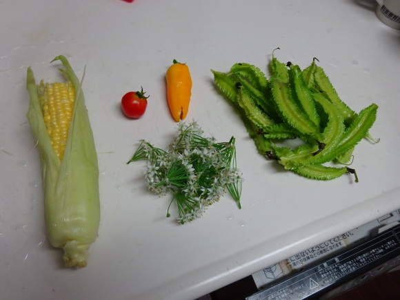 秋植え野菜の準備、ほぼ完了しました！_c0369304_21544278.jpg