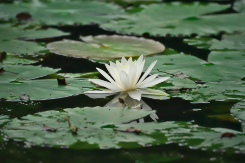 さいたま市　秋ヶ瀬公園の彼岸花1_a0263109_16262682.jpg